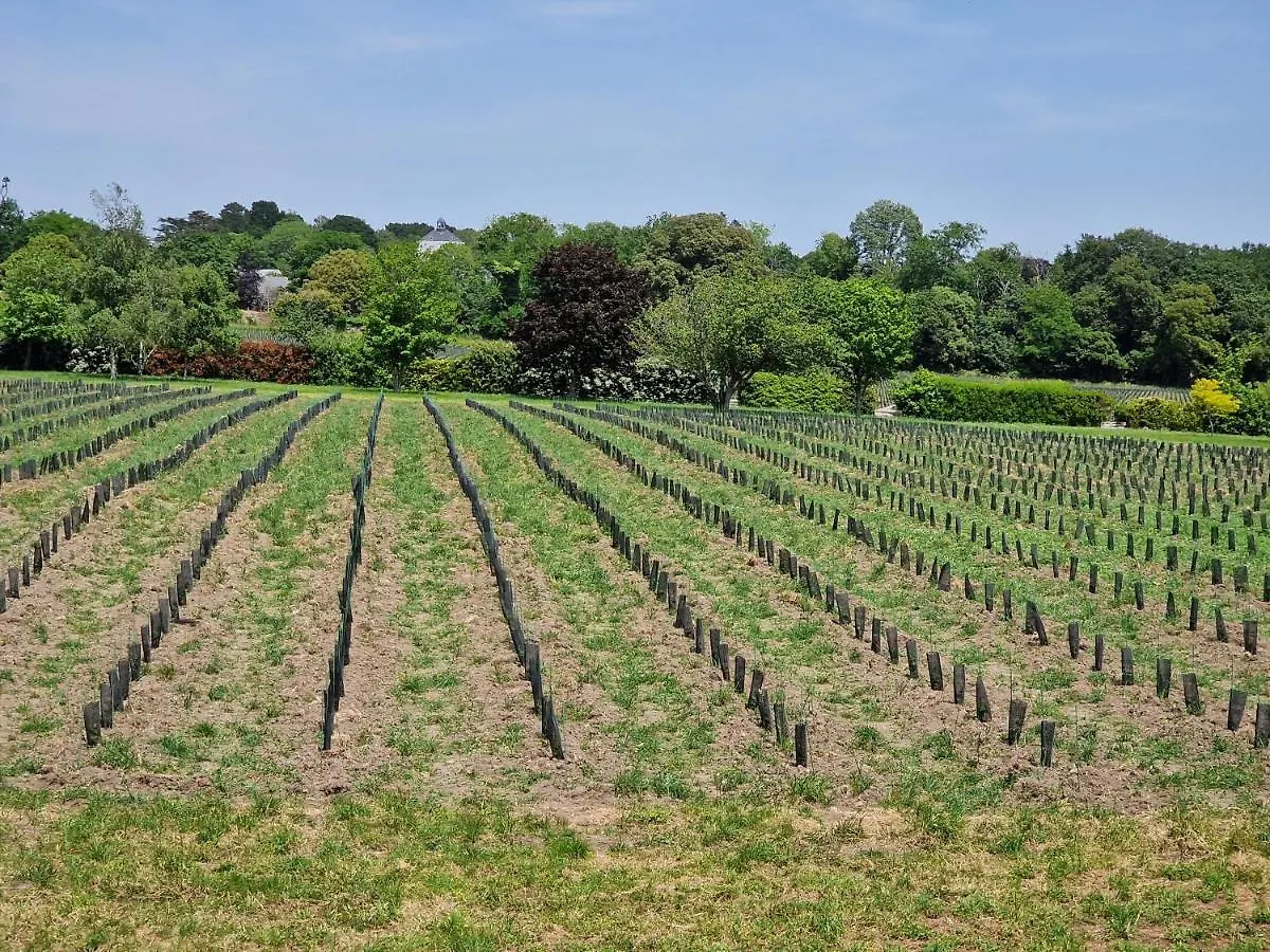 Gite -L'Appart- Au Vignoble Domaine Lamballe, Baden, Golfe Du Morbihan Apartment Baden